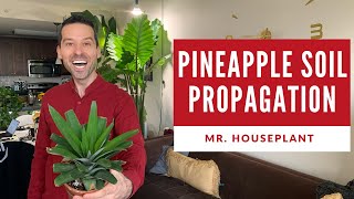 How to propagate pineapple at home and succeed [upl. by Honorine]