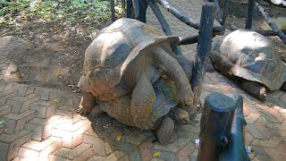 100yearold Giant Tortoises Mating [upl. by Aikemit]