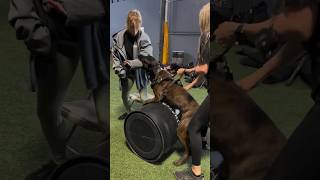 training a dog to make it ferocious [upl. by Aselehc]