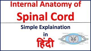 Internal anatomy of spinal cord simple explaination in Hindi  Bhushan Science [upl. by Aicissej]