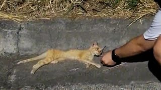 Dying scrawny stray cat no one cares about [upl. by Clemens802]