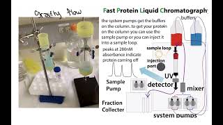 Recombinant protein expression and purification overview quick version [upl. by Ermanno]