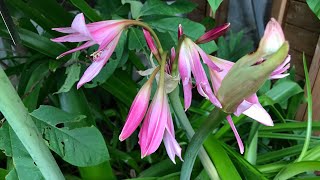 Crinum Powellii a beautiful Summer flowering bulb [upl. by Tullus]