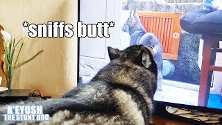 Dog Embarrassed By His Puppy Videos Tries To Sniff His OWN BUTT [upl. by Bela]