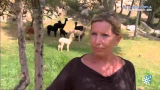 Alpacas En España  Una Guía Básica [upl. by Abocaj655]