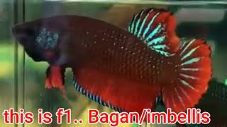 we caught a beautiful wild betta i am going to breed him with my female Indo Plakat fighter [upl. by Melony5]