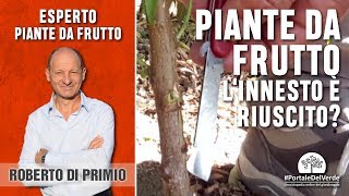 Come capire se linnesto è riuscito nelle piante da frutto [upl. by Quintina]