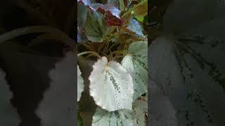 Begonia Silver plantlover variety plants shortvideo shorts [upl. by Gonta943]