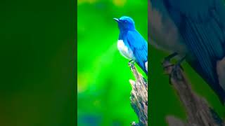 BLUE HORL BIRDSOUND WILDLIFE shorts short viralvideo viralshorts shortvideo birds birdsounds [upl. by Inkster]