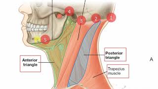 Neck deep fascia 1 [upl. by Maxie]