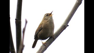 Singing Eurasian Wren  Winterkoning  zang  Will Schep [upl. by Ebeneser]