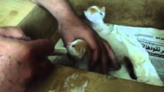 Feeding Orphan Kittens [upl. by Iah]