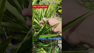 इलाइची ग्रास  पेट से सम्बन्धित रोगो के लिए उपयोगी  shorts  farming  agriculture [upl. by Alamat]