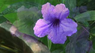 Ruellia Tuberosa in our garden in Laos [upl. by Mintun]