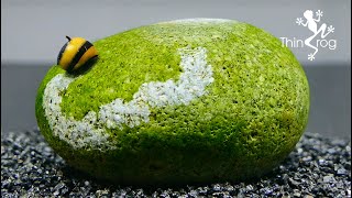 NERITE SNAIL a natural ALGAE cleaner truck [upl. by Laehcym382]