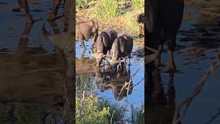 RedBilled Oxpeckers Tend to Drinking Buffalo in Kruger Parks Dry Riverbed slowmotions wildlife [upl. by Irtak]