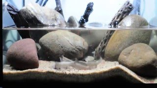 African mudskipper feeding [upl. by Einehpets]