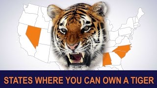 All The States Where You Can Own A ManEating Tiger  1001 THINGS [upl. by Baudelaire]