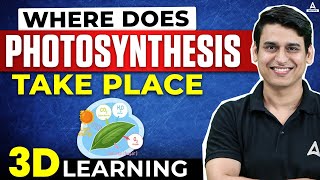 Where Does Photosynthesis Take Place Class 11  Complete Process of Photosynthesis in 3D [upl. by Ailegra]