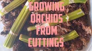 How to Propagate Orchids July 2020 [upl. by Asiole]