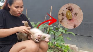 OMG Lambo Monkey is infected with parasites what should I do [upl. by Harms]