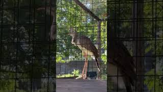 Redlegged seriema calling at Tracy Aviary in Salt Lake City UT [upl. by Lirpa]