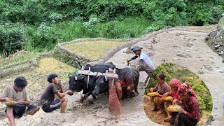 Rati nai vayo dhan ropda 😰ramilo Hunxa gau ghr ma baru😍 [upl. by Nilrev]