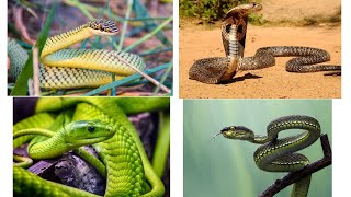 Here are different types of snakes [upl. by Sheila]