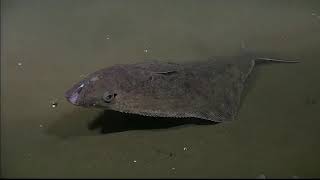 Curious halibut swims for a closeup [upl. by Cati]