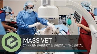 Massachusetts Veterinary Referral Hospital [upl. by Nyliak449]