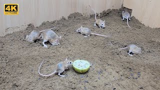 Cat 😺 TV mouse sand grabbing squeaking and plying  8 hour mice video for cats to watch 4k [upl. by Victoir]