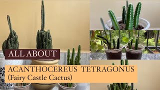 All we need to know about Acanthocereus tetragonus  Fairy Castle Cactus [upl. by Couq]