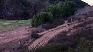 Coyotes in Tecolote Canyon [upl. by Aneeles]