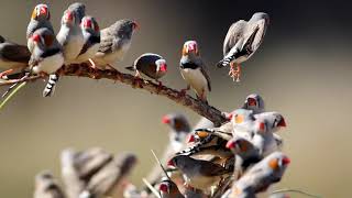 Zebra finches in Australia [upl. by Adnilg945]