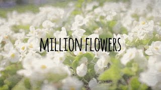 Million Flowers  Philippa Hanna [upl. by Otila]