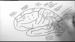 Brain Anatomy 2  Functional Cortical Anatomy Lateral Surface [upl. by Sulamith]