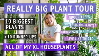 REALLY BIG PLANT TOUR All of my most massive houseplants [upl. by Stanley81]