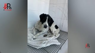 quotHuesitosquot el perrito de Zitácuaro que fue atacado se encuentra bien [upl. by Lise]