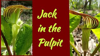 Jack in the Pulpit [upl. by Liagabba927]