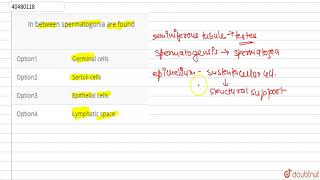 In between spermatogonia are found [upl. by Nauwaj]