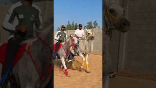 Horse race horse satisfying horsecare animals farrier animalrescue soundhorse [upl. by Eibbor]