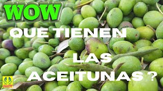 ACEITUNAS Y SUS BENEFICIOS [upl. by Eph]