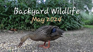 BACKYARD WILDLIFEMAY 2024 [upl. by Amuh]