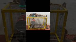 The best mouse trap make an iron cage into a trap P4 shoprts mousetraptp rattrap animals [upl. by Assilim]