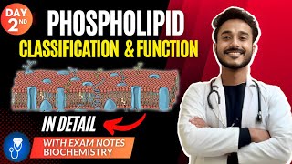 phospholipids biochemistry  glycerophospholipid biochemistry  sphingomyelin biochemistry [upl. by Doowle]