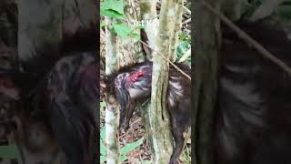 1st kill for the Hunting Season in Trinidad 2022 Stay tuned for more lonehunter agouti bushmass [upl. by Teodoro]