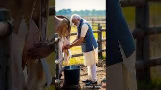 When Narendra Modi gets milk from cows Narendra Modi farming animatedcartoon [upl. by Leunamnauj]