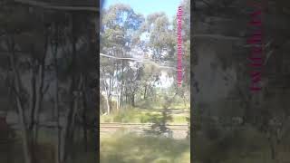 VLINE Albury NSW To Southern Cross 101024 vline shorts shortvideo train travel views [upl. by June433]