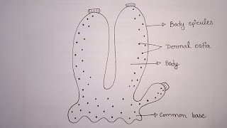 Simplest Way Of Drawing Sycon Diagram  How To Draw Sycon in Easy Way  Sycon Diagram [upl. by Erasmus]