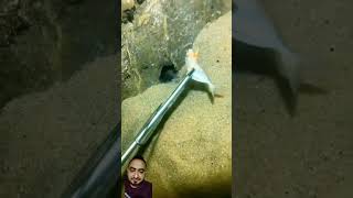 Ise Machhali pakad Raha Hai Dekho fish fishing shark aquarium leopardshark [upl. by Bridwell529]